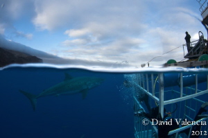 Guadalupe island and a look at the entire operation. by David Valencia 